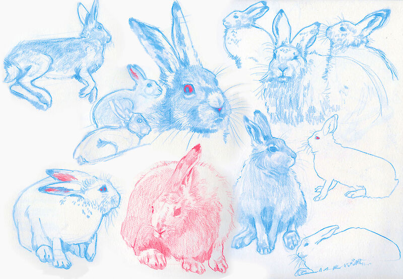 Buntstiftstudien von Schneehasen.