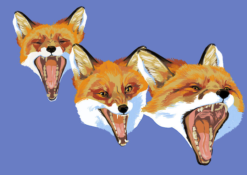 Fuchs in Bewegung. Einzelteile einer Animationssequenz.