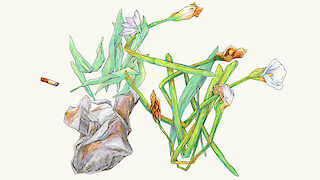 Calla (Zantedeschia aethiopica) in einem Abfallbehälter auf dem Waldfriedhof Lauheide bei Münster (Westfalen).