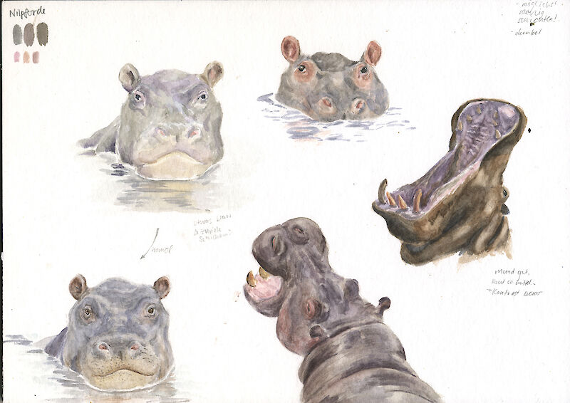 Aquarellstudien von Nilpferden.
