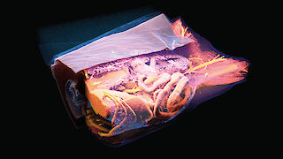 CT-basierte Ansicht des Situs im Volume Rendering. Der Bildausschnitt zeigt zwei Sichtweisen nebeneinander: eine Seite mit erhaltener Hautschicht, die andere tranparent mit Einsicht in den Bauchraum der Katze.