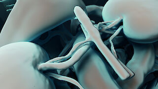 Ausschnitt Nieren. Experiment mit Toon Shading in Cinema 4D zur Untersuchung von Form und Tiefenwahrnehmung.