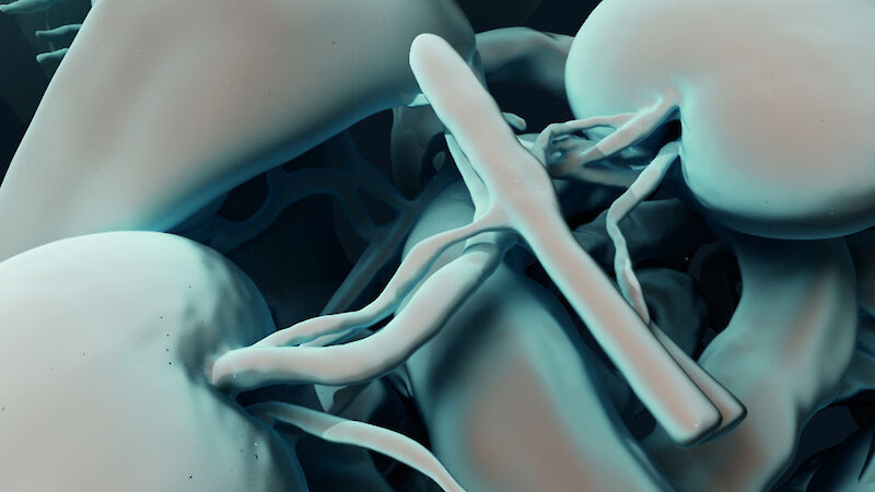 Ausschnitt Nieren. Experiment mit Toon Shading in Cinema 4D zur Untersuchung von Form und Tiefenwahrnehmung.