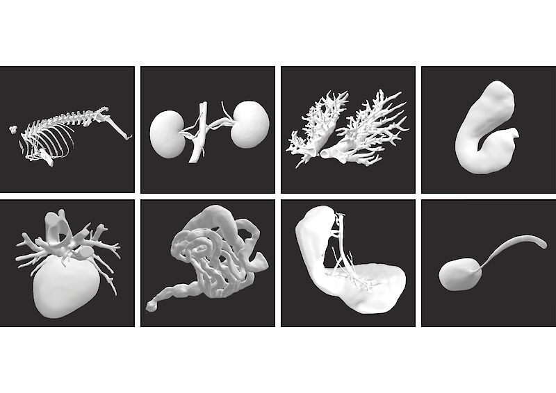 Prozessbild. Acht segmentierte Organe: Skelett, Nieren, Bronchien, Magen, Herz, Darm, Milz und Blase.