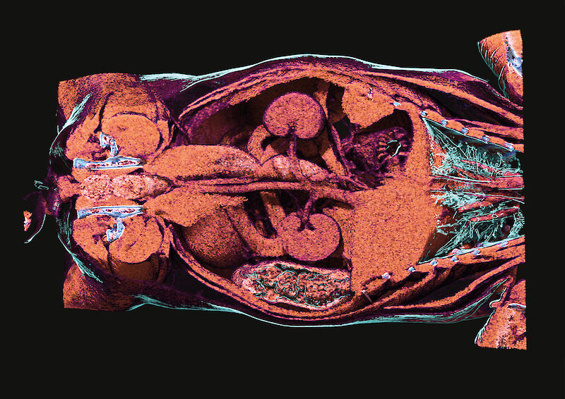 Prozessbild. CT-basiertes Volume Rendering – Dorsale Ansicht der Katze mit Einblick in den Bauchraum.