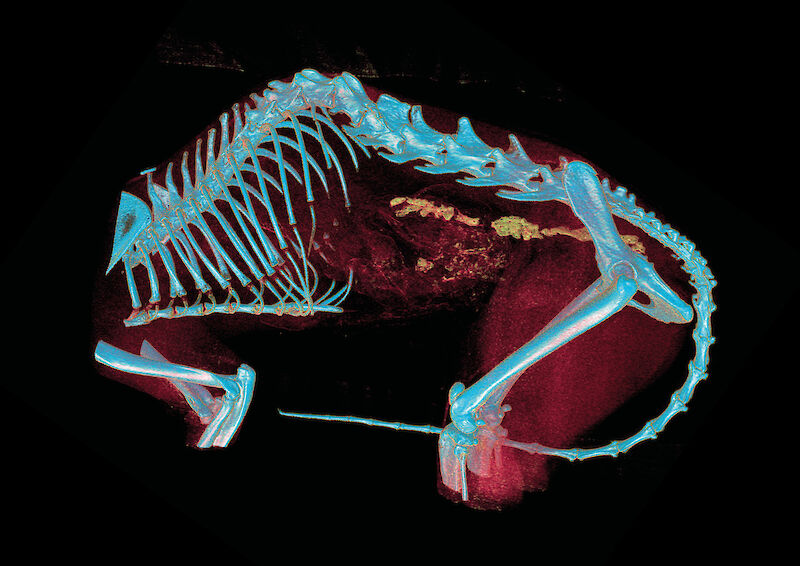 Prozessbild. Segmentierungsprozess aus MeVisLab. Vorbereitung zur 3D-Extraktion der Knochenstruktur.