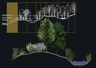 Ein Querschnitt erklärt den Aufbau der Flussaue anhand typischer Wasserstände und Vegetationszonen. Die darunterliegende Szene übersetzt die ersten drei Zonen in eine lebensnahe, visuell zugängliche Darstellung typischer Pflanzenarten.