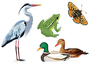 Auswahl der finale Tierillustrationen für die Animation – der Wasserfrosch, Graureiher und Scheckenfalter fanden den Weg in die Erzählung, während die Enten letztlich nicht verwendet wurden.