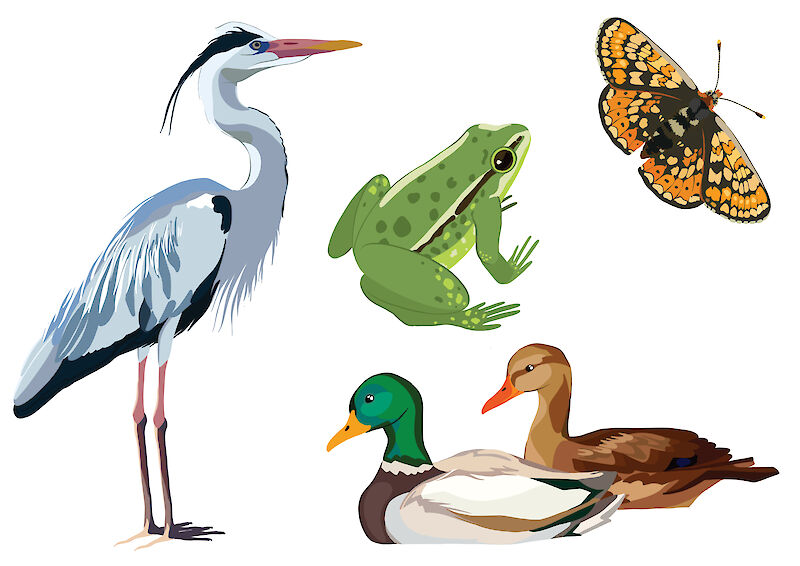 Auswahl der finale Tierillustrationen für die Animation – der Wasserfrosch, Graureiher und Scheckenfalter fanden den Weg in die Erzählung, während die Enten letztlich nicht verwendet wurden.