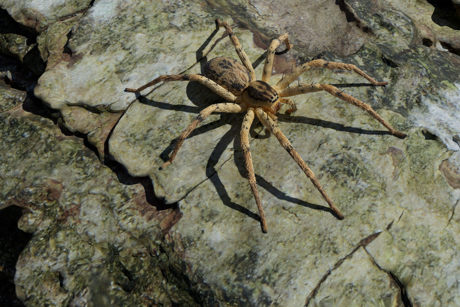 Die Vierfleck-Zartspinne, Cinema 4D Rendering