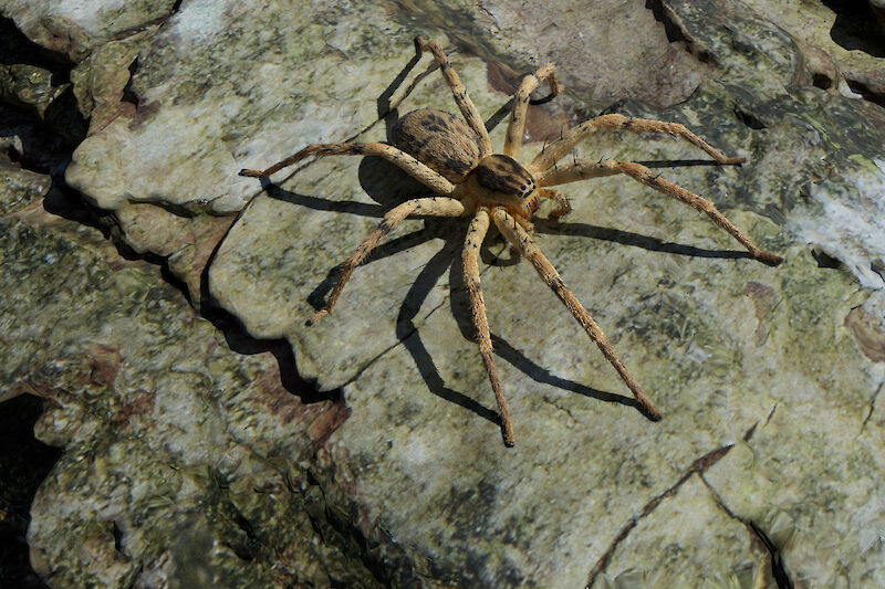 Die Vierfleck-Zartspinne, Cinema 4D Rendering