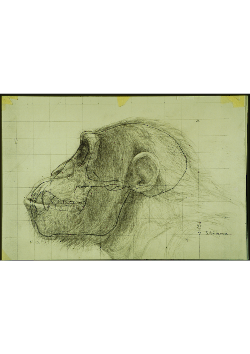 Oreopithecus bambolii