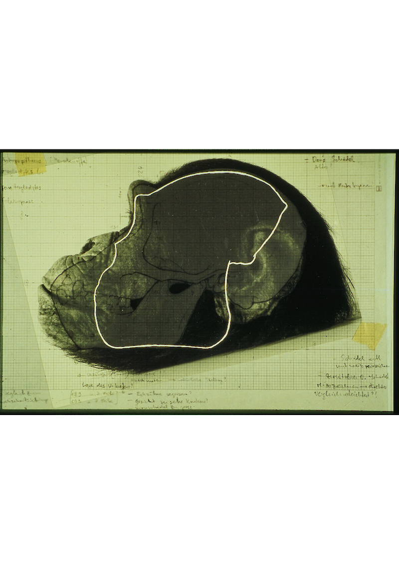 Oreopithecus bambolii