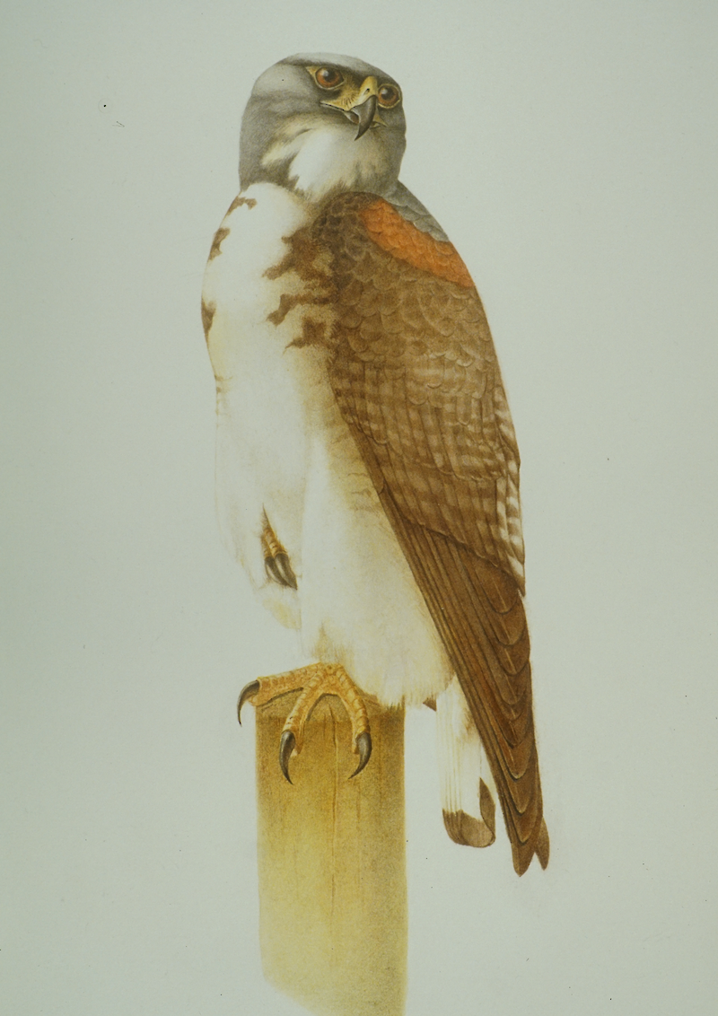 Rotschulterbussard
